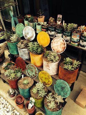 39 idées pour bien mettre en scène les succulentes 8