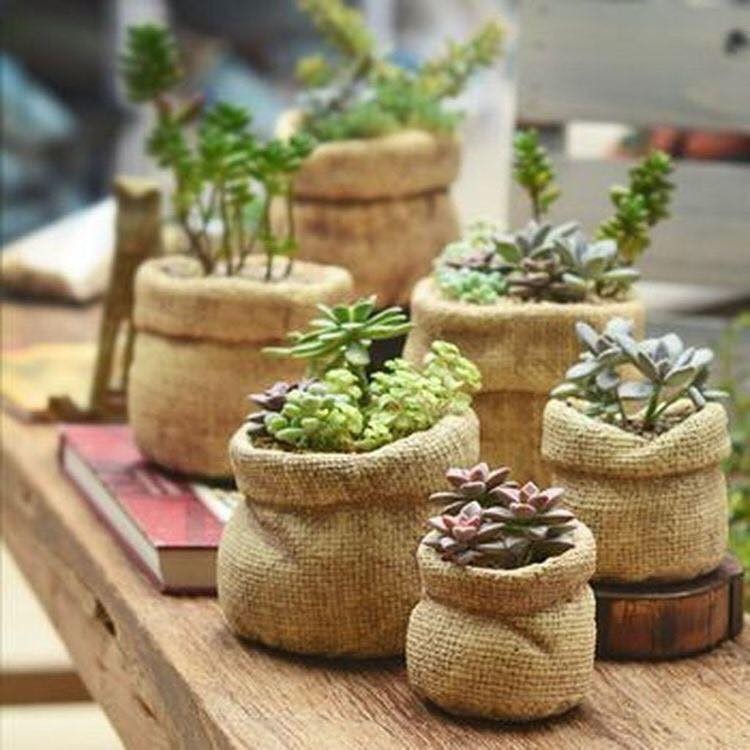 39 idées pour bien mettre en scène les succulentes 16