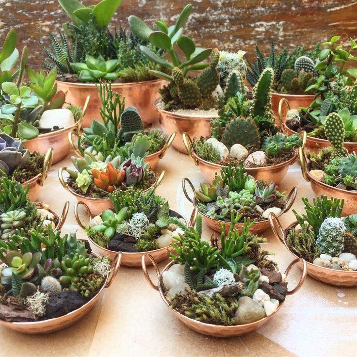 39 idées pour bien mettre en scène les succulentes 18