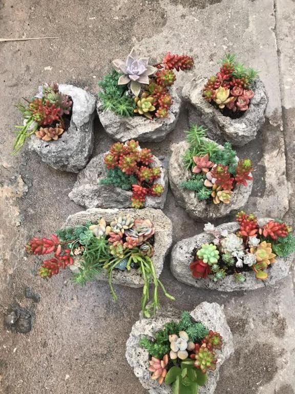 39 idées pour bien mettre en scène les succulentes 21