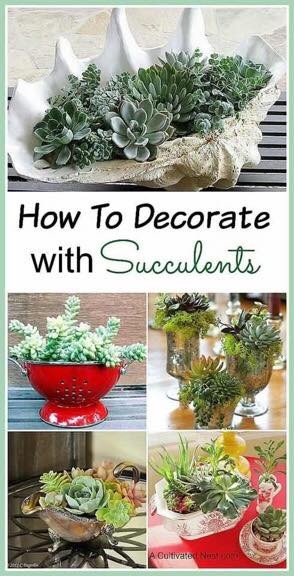 39 idées pour bien mettre en scène les succulentes 23