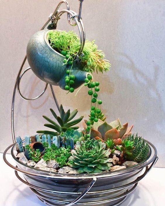 39 idées pour bien mettre en scène les succulentes 27