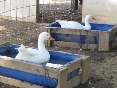 29 idées pour ceux qui voudraient avoir une ferme 8