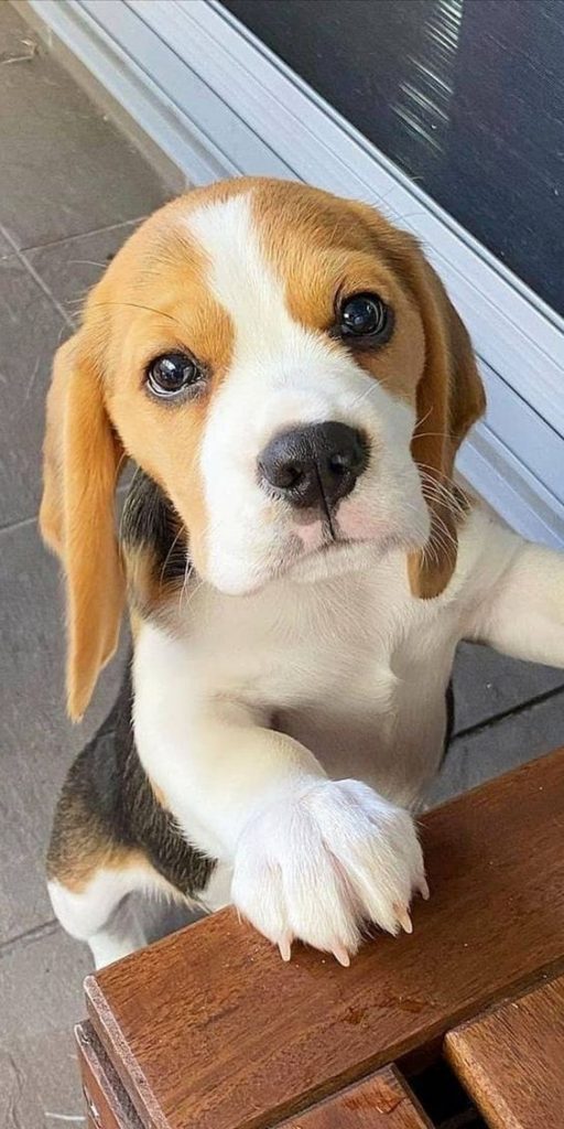 Les 15 races de chien les plus mignons 1
