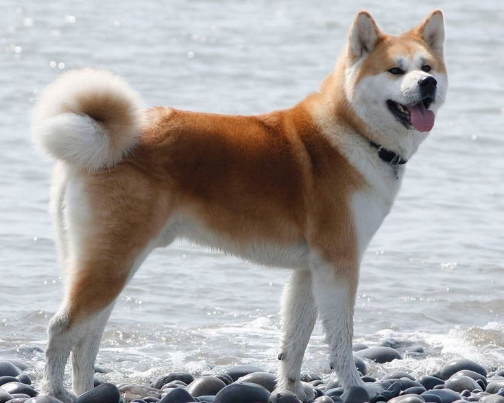 Les 15 races de chien les plus mignons 2