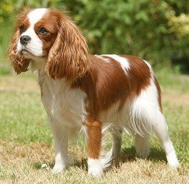 Les 15 races de chien les plus mignons 3