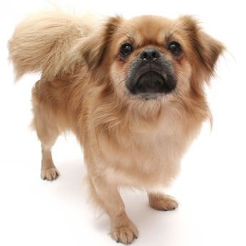 Les 15 races de chien les plus mignons 4