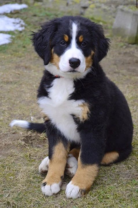 Les 15 races de chien les plus mignons 5