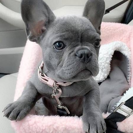 Les 15 races de chien les plus mignons 6