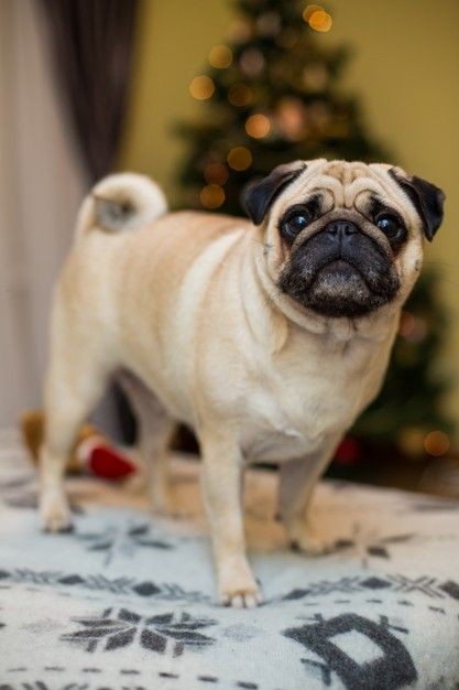 Les 15 races de chien les plus mignons 7