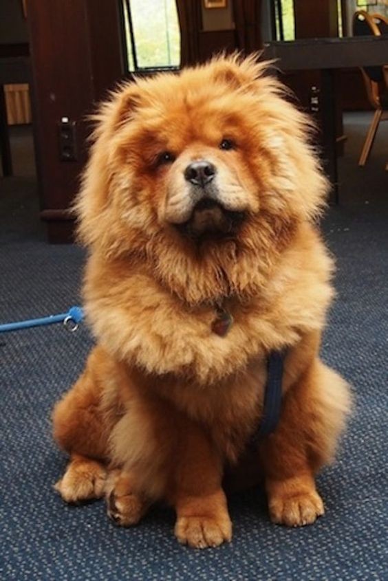Les 15 races de chien les plus mignons 9