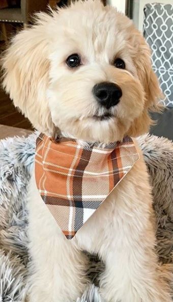 Les 15 races de chien les plus mignons 10