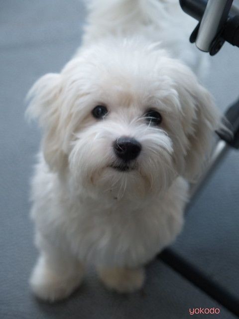 Les 15 races de chien les plus mignons 11