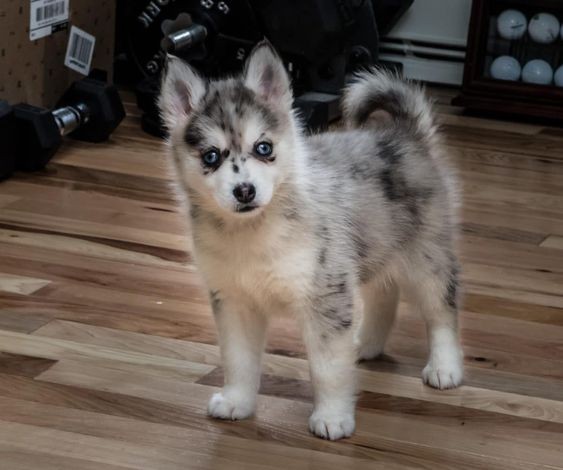 Les 15 races de chien les plus mignons 12