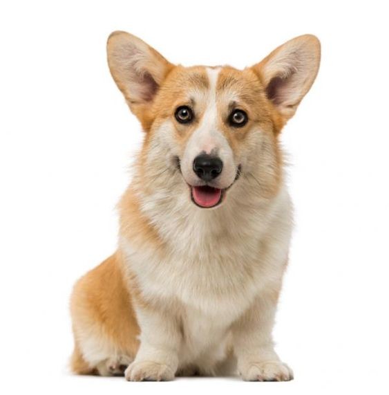Les 15 races de chien les plus mignons 13