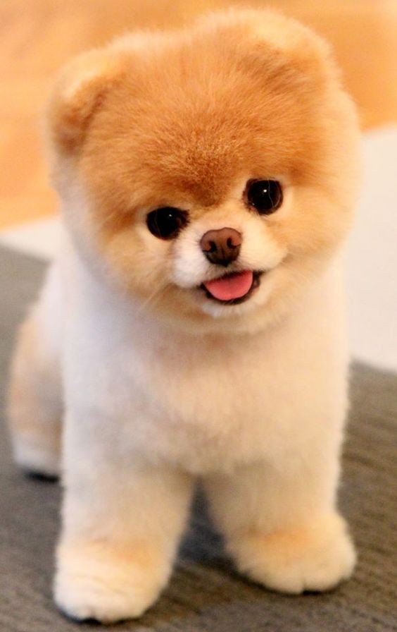 Les 15 races de chien les plus mignons 14