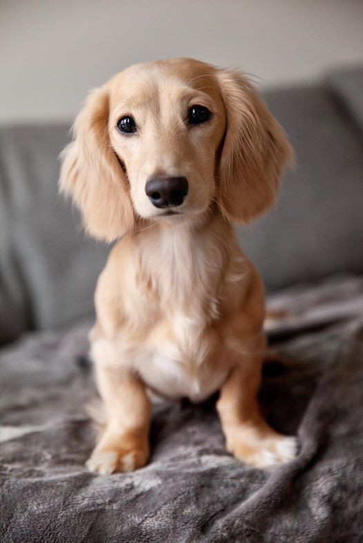 Les 15 races de chien les plus mignons 15