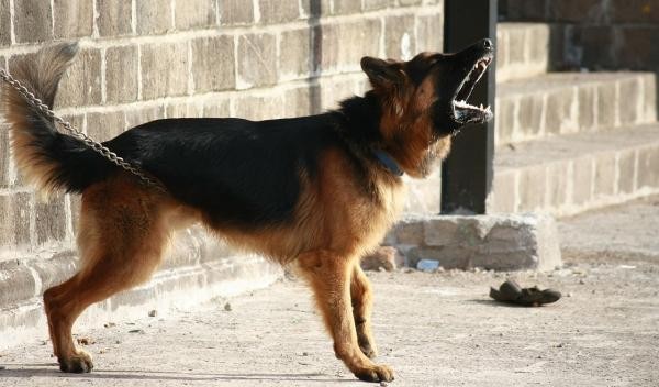 Pourquoi certains chiens aboient-ils sur certaines personnes et pas sur d'autres ? 1 Pourquoi certains chiens aboient-ils sur certaines personnes et pas sur d'autres ? 1