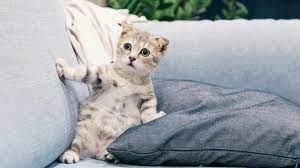 Quelles sont les choses que les chats voient et nous pas ? 1 Quelles sont les choses que les chats voient et nous pas ? 1