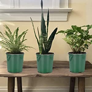 25 belles idées pour les petites plantes en pot 19 25 belles idées pour les petites plantes en pot 19