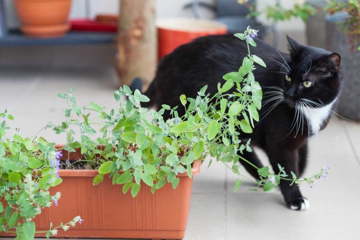 3 Recettes de répulsifs naturels pour faire fuir les chats