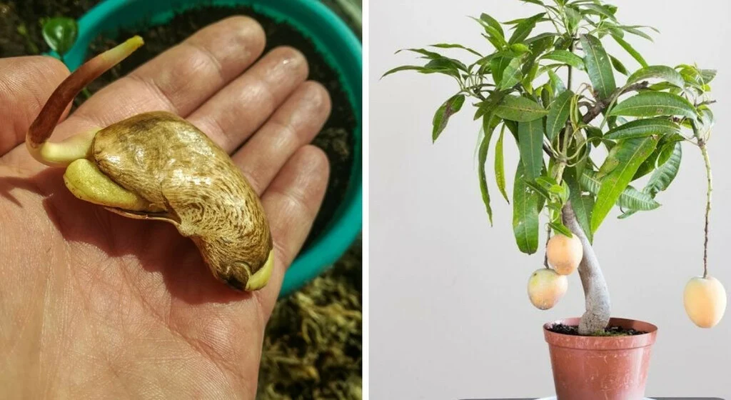 9 Astuces pour faire pousser une mangue en intérieur