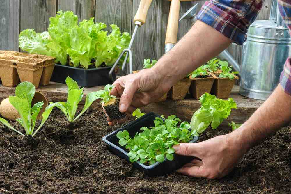 La plupart des gens qui vivent jusqu’à 100 ans ont ces choses en commun 2 jardinage