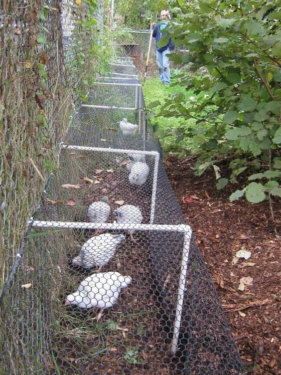 14 idées pour avoir des poules dans son jardin 3 14 idées pour avoir des poules dans son jardin 3