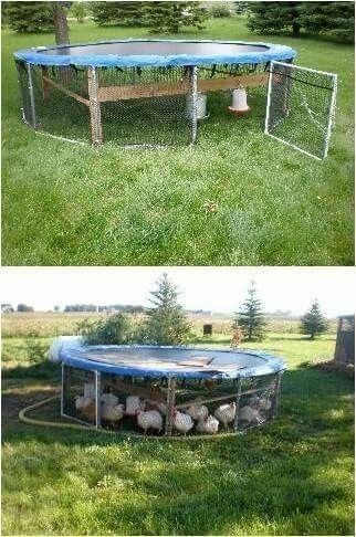 14 idées pour avoir des poules dans son jardin 6 14 idées pour avoir des poules dans son jardin 6