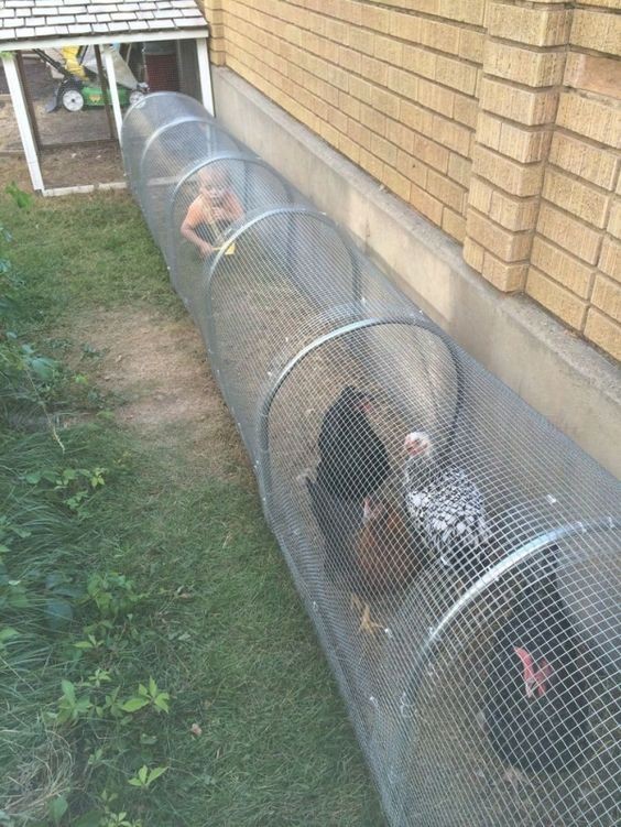 14 idées pour avoir des poules dans son jardin 9 14 idées pour avoir des poules dans son jardin 9