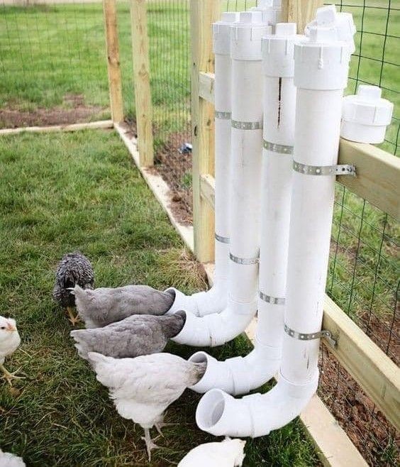 14 idées pour avoir des poules dans son jardin 10 14 idées pour avoir des poules dans son jardin 10