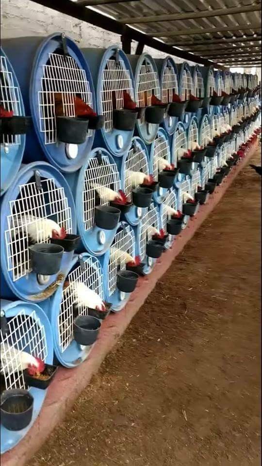 14 idées pour avoir des poules dans son jardin 11 14 idées pour avoir des poules dans son jardin 11