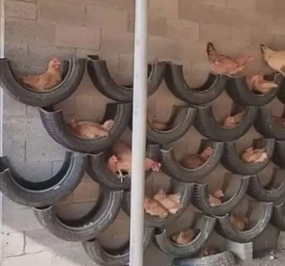 14 idées pour avoir des poules dans son jardin 13 14 idées pour avoir des poules dans son jardin 13