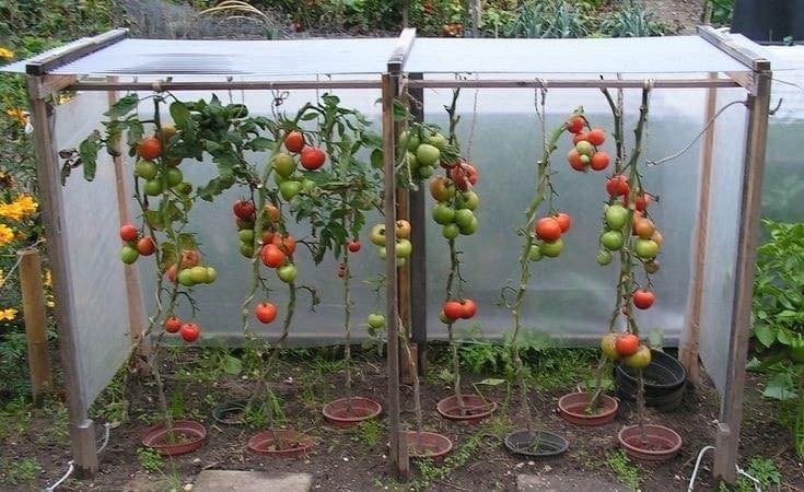 21 idées géniales pour le jardin 1 21 idées géniales pour le jardin 1