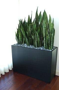 25 belles idées pour les petites plantes en pot 3 25 belles idées pour les petites plantes en pot 3