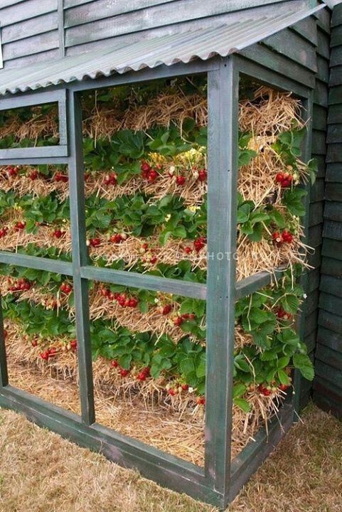 24 idées pour avoir un potager bien organisé 16