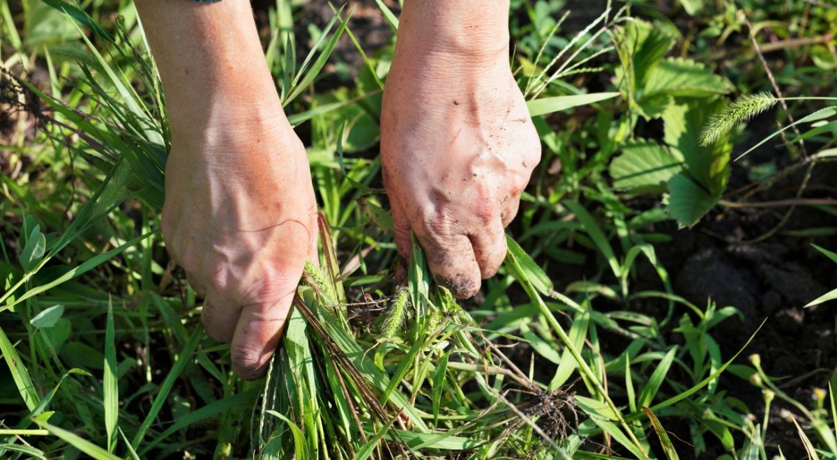 10 Techniques écologiques pour lutter contre les mauvaises herbes 2 10 Techniques écologiques pour lutter contre les mauvaises herbes 2