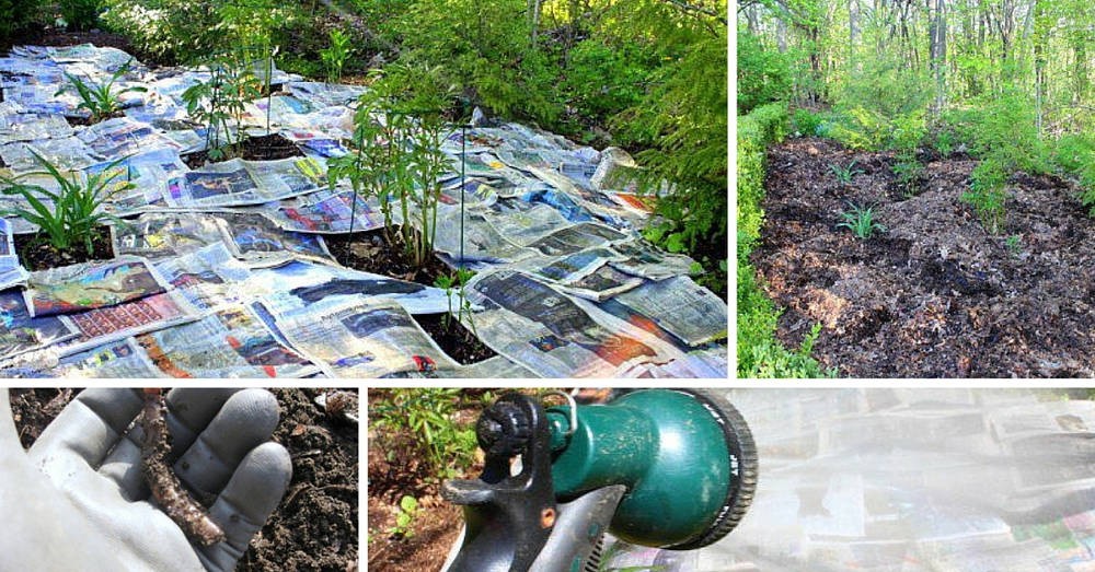10 Techniques écologiques pour lutter contre les mauvaises herbes 1 10 Techniques écologiques pour lutter contre les mauvaises herbes 1