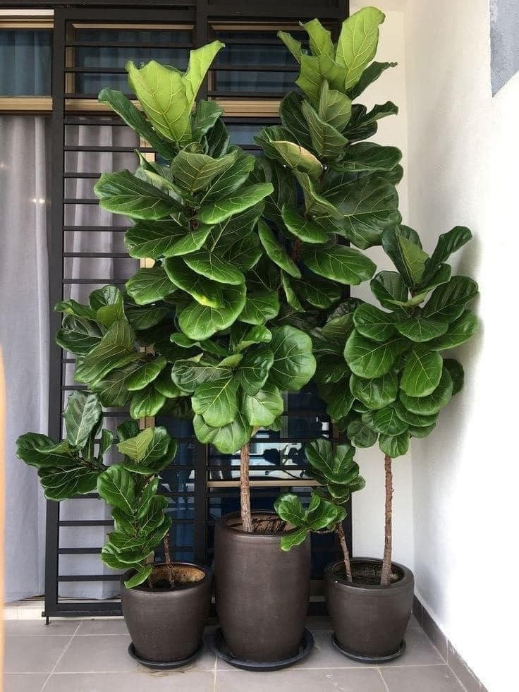 22 idées de plantes pour purifier et décorer l'intérieur de votre maison 17