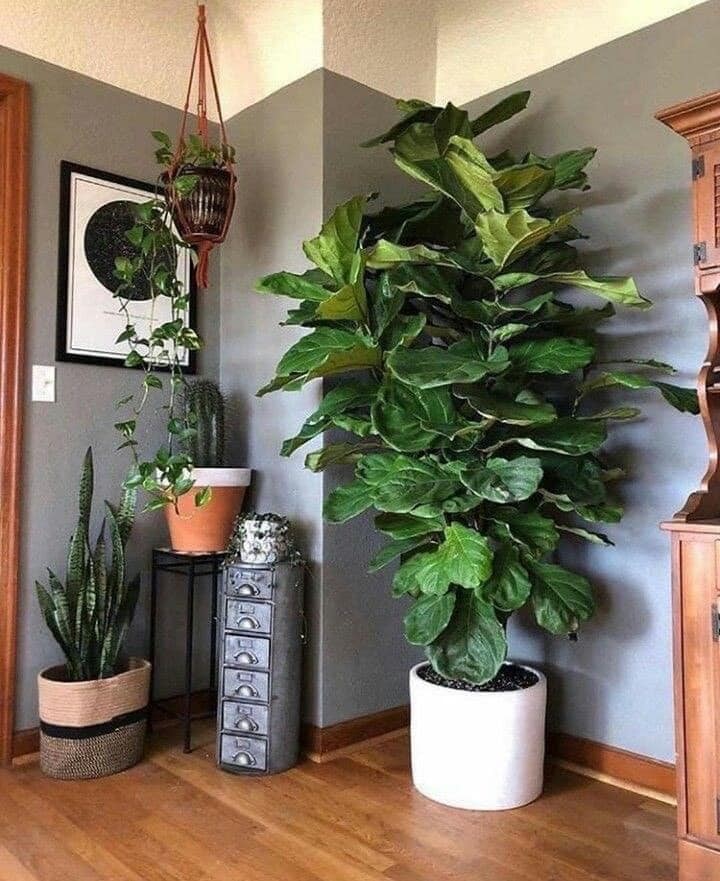 22 idées pour purifier et décorer l'intérieur de votre maison avec des pots de fleurs 15 22 idées pour purifier et décorer l'intérieur de votre maison avec des pots de fleurs 15
