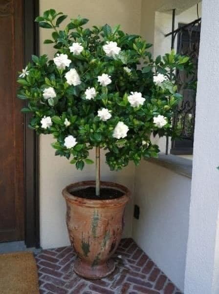 22 idées pour purifier et décorer l'intérieur de votre maison avec des pots de fleurs 16 22 idées pour purifier et décorer l'intérieur de votre maison avec des pots de fleurs 16