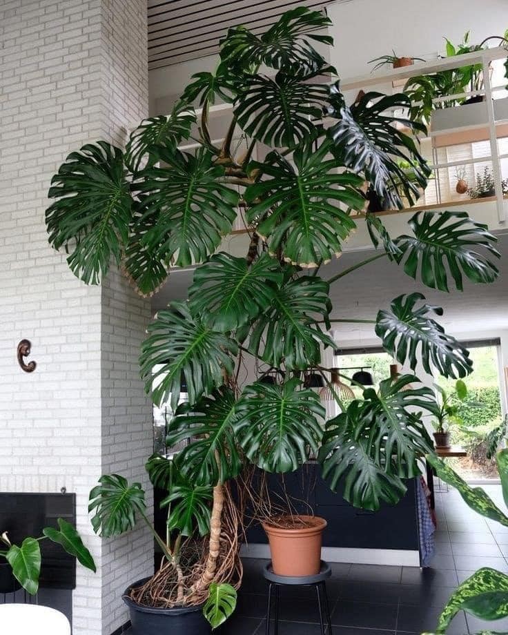 22 idées pour purifier et décorer l'intérieur de votre maison avec des pots de fleurs 20 22 idées pour purifier et décorer l'intérieur de votre maison avec des pots de fleurs 20