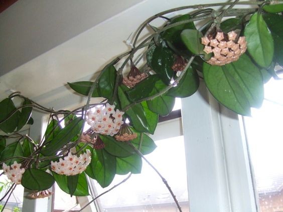 25 idées de plantes qui peuvent pousser sans lumière 22 25 idées de plantes qui peuvent pousser sans lumière 22