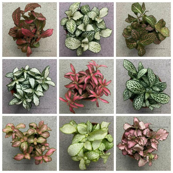 25 idées de plantes qui peuvent pousser sans lumière 21 25 idées de plantes qui peuvent pousser sans lumière 21