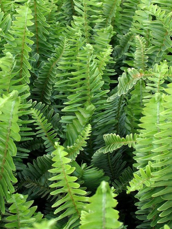 25 idées de plantes qui peuvent pousser sans lumière 20 25 idées de plantes qui peuvent pousser sans lumière 20