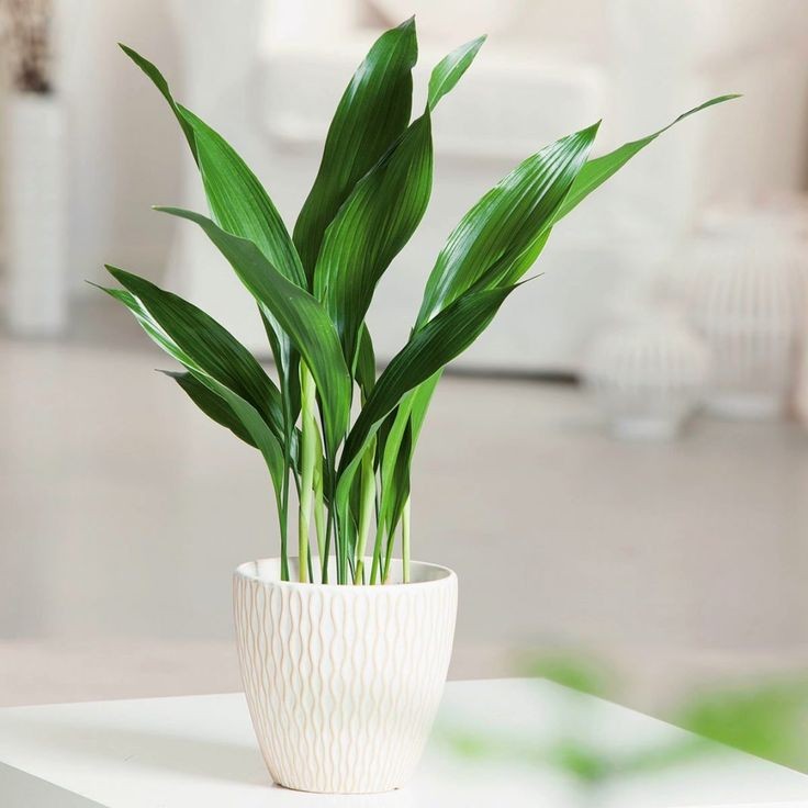 25 idées de plantes qui peuvent pousser sans lumière 19 25 idées de plantes qui peuvent pousser sans lumière 19
