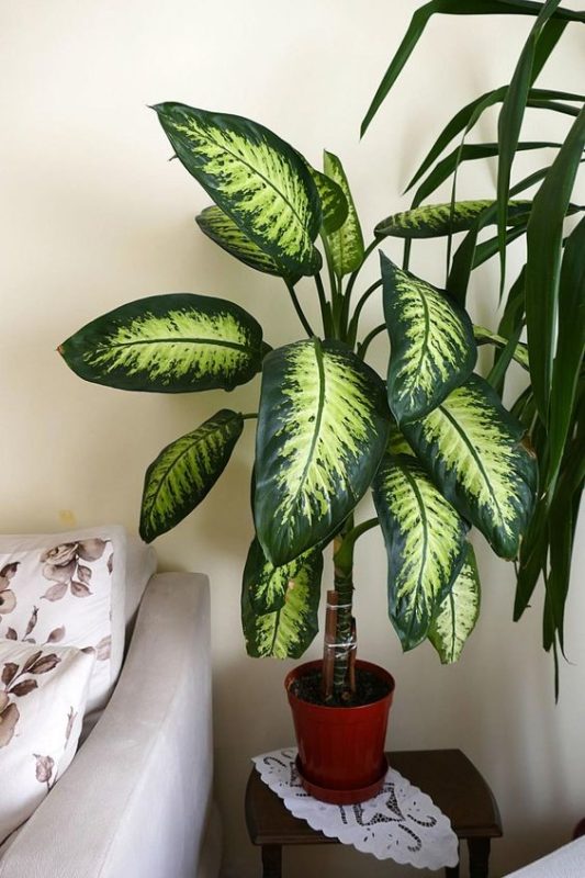 25 idées de plantes qui peuvent pousser sans lumière 18 25 idées de plantes qui peuvent pousser sans lumière 18