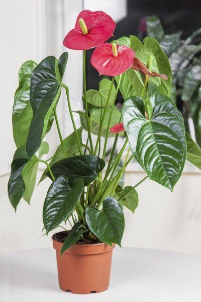 25 idées de plantes qui peuvent pousser sans lumière 17 25 idées de plantes qui peuvent pousser sans lumière 17
