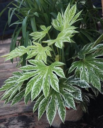 25 idées de plantes qui peuvent pousser sans lumière 16 25 idées de plantes qui peuvent pousser sans lumière 16