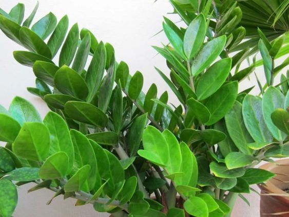 25 idées de plantes qui peuvent pousser sans lumière 23 25 idées de plantes qui peuvent pousser sans lumière 23